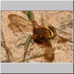 Nomada lathburiana - Wespenbiene w12.jpg